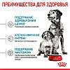 Royal Canin (Роял Канін) Medium Starter - перший твердий корм для щенят середніх порід, 1кг, фото 6