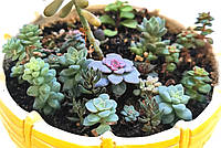 Микс суккулентов из 6 шт разных растений для разведения Суккулент Комнатное растение