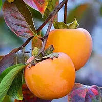 Хурма Голден Квін морозостійка, великоплідна