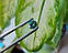 Муассаніт 1.95 ct 8.31 x 5.06 mm, фото 7