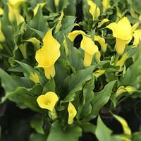 Бульби Калла Corazon 12/14(1 шт)