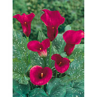 Бульби Калла Majestic Red (1 шт.)