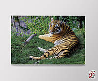 Печатная картина Тигр 60х40 см