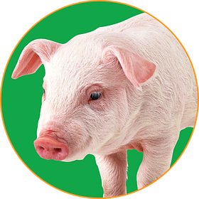 Замінники молока для свиней