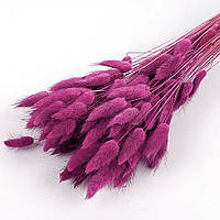 Лагурус малиново-фиолетовый 60 см, 100 шт