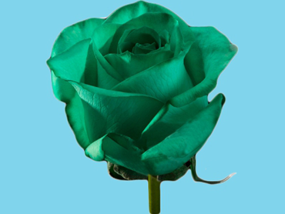 Краска зелёная для срезанных цветов Royal Brinkman 50 г - фото 2 - id-p1799875471