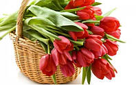 Алмазна вишивка Ніжні тюльпани червоні весняні квіти букет повна викладка мозаїка 5d набори 30х40 см