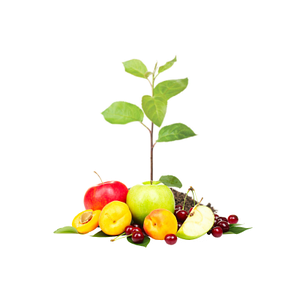 Насіння, саджанці та розсада плодово-ягідних культур