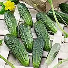 Огірок Забава F1 для засолки 50 шт., фото 2