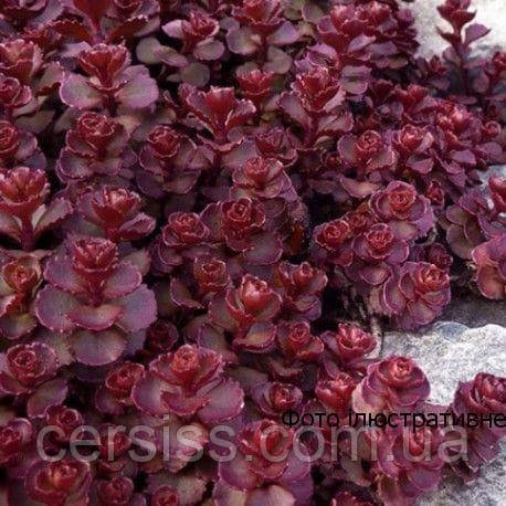 Очиток (седум) Вуду (Саджанець в горщику), Sedum spurium Voodoo