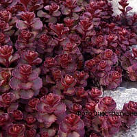 Очиток (седум) Вуду (Саджанець в горщику), Sedum spurium Voodoo