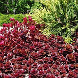 Очиток (седум) Вуду (Саджанець в горщику), Sedum spurium Voodoo, фото 4
