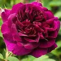 Троянда англійська Дарсі Бассел,контейнер 4 л
