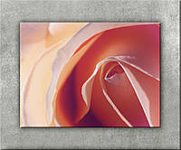 Картина роза нежный цвет Цветок эротический соблазнительный розовые лепестки бутона Картины печать на холсте