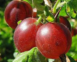 Саджанці агрусу