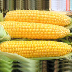 Насіння цукрової кукурудзи Драйвер F1 / Draiver F1, 50 000 насіння — суперсолодка