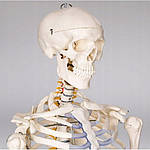 ПВХ скелет людини 181 см + підставка, фото 4