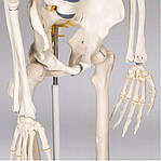 ПВХ скелет людини 181 см + підставка, фото 8