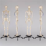 ПВХ скелет людини 181 см + підставка, фото 2