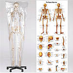 ПВХ скелет людини 181 см + підставка, фото 7