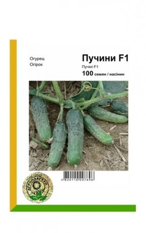Огірок Пучіні F1 100 шт Агропак (Rijk Zwaan, Голандія), фото 1