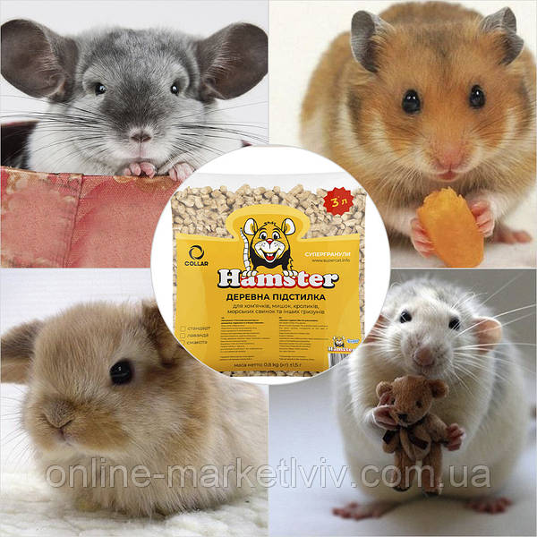 Hamsters for sale online online