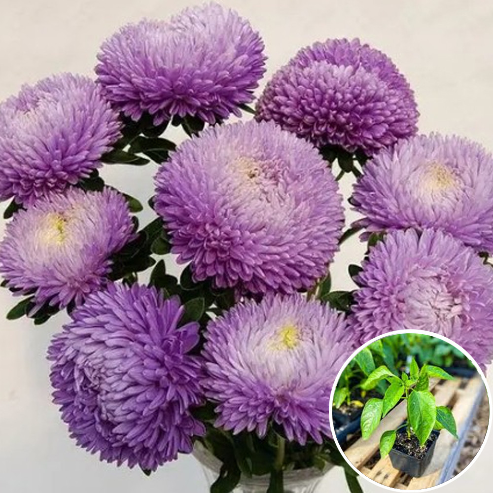 Купить Рассада Астра китайская Балун лавандовая 1 шт (горшок), цена 29. ...