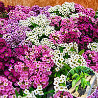 Рассада Алисум Морской Исте Боннет Смесь 1 Шт (горшок) — Купить ...