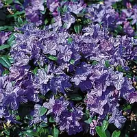 Рододендрон Августина Aquamarin 3 річний, Рододендрон Августина Аквамарин, Rhododendron augustinii Aquamarin