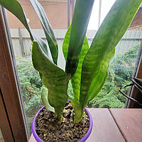 Сансевиерия или тещин язык суккулент 30 см для декору многолетнее, вечнозеленое декоративное растение