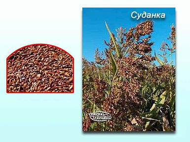 Суданка кормова насіння (в мішку) Миронівська 30кг ТМ УКРАЇНА FG
