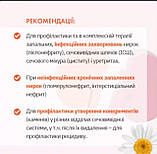 NEPHR-ON. Нефрон. Фітокомплекс для профілактики запальних захворювань нирок і сечовідних шляхів, 60 капсул, фото 4