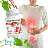 NEPHR-ON. Нефрон. Фітокомплекс для профілактики запальних захворювань нирок і сечовідних шляхів, 60 капсул, фото 10