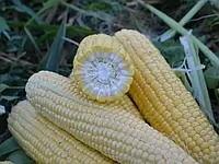 Семена кукурузы Форвард (1709) F1 (Forvard (1709) F1) Lark Seeds 25000