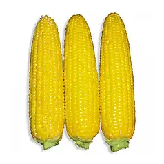 Насіння кукурудзи Добриня F1 (Dobrynja F1) Lark Seeds 25000