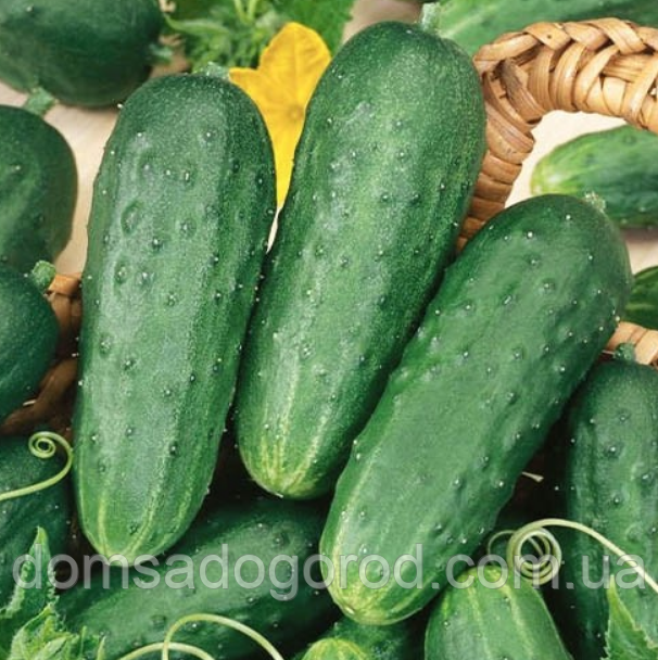 Огірок Стінгер F1  Lark Seeds 250 шт