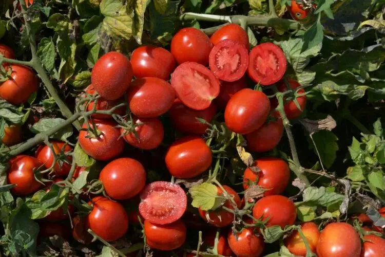 Насіння томату 1015 F1 Heinz Seed 100000