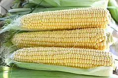 Насіння кукурудзи Страйк F1 (1525) (Strike F1 (1525)) Spark Seeds 25000