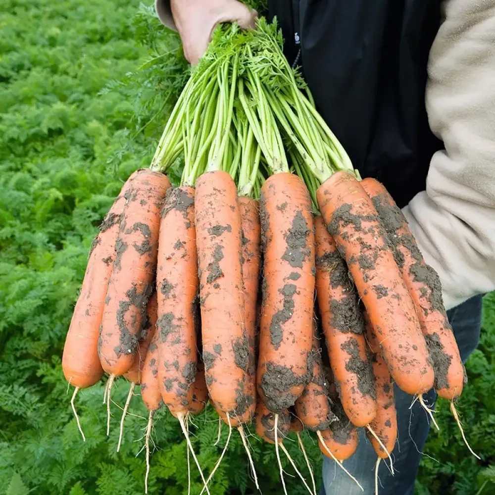 Насіння моркви Балтімор F1 (Baltimore F1) 1000000 2,0-2,2