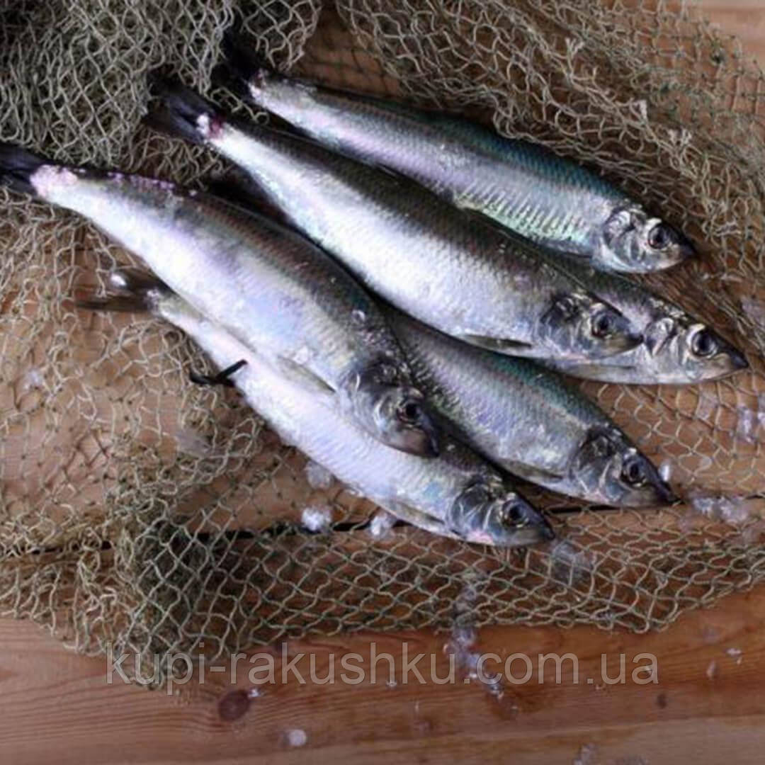 Дунайка малосольна, фото 1