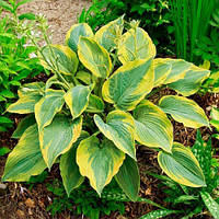 ХОСТА Alvatine Taylor (саджанець)