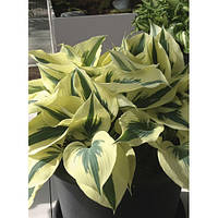 ХОСТА Firn Line (саджанець)