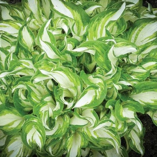 ХОСТА Kiwi Spearmint (саджанець)