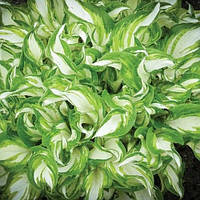 ХОСТА Kiwi Spearmint (саджанець)