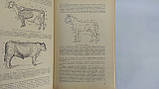 Борисенко Е. Я. Розведення сільськогосподарських тварин. Б/у., фото 6