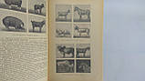 Борисенко Е. Я. Розведення сільськогосподарських тварин. Б/у., фото 9