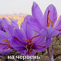 Шафрановий крокус цибулини 20 шт (шафран посівний насіння) Crocus sativus