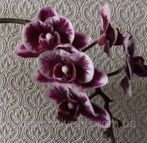 Купить Phal. Miki Black Angel ‘364’/ Чёрный ангел Подросток 2,5, цена