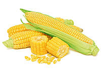 Семена кукурузы Моника МВ ФАО 350 ЮгАгроСервис среднеспелая кукуруза потенциал урожайности зерна 150-155ц/га