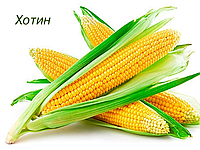 Семена кукурузы Хотын ФАО 250 ЮгАгроСервис простой среднеранний гибрид